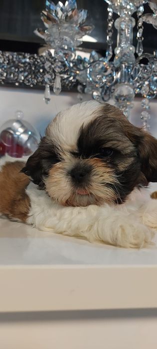 Osratnia suczka shih tzu