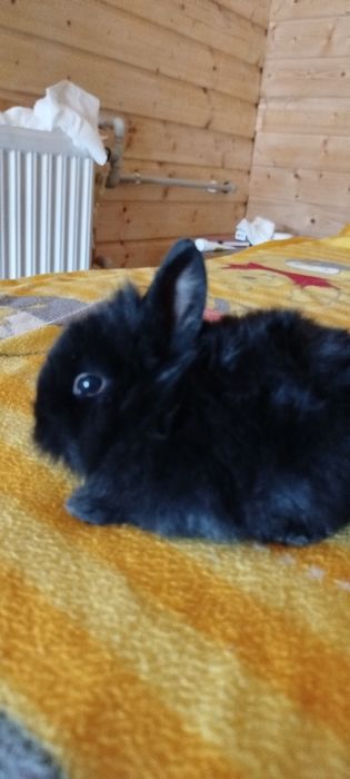 Kroliki mini ,puchatki