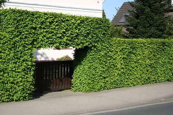 Grab pospolity na żywopłot sadzonki 70-100cm .