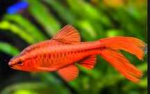 Barbo Cereja "Long Fin"
