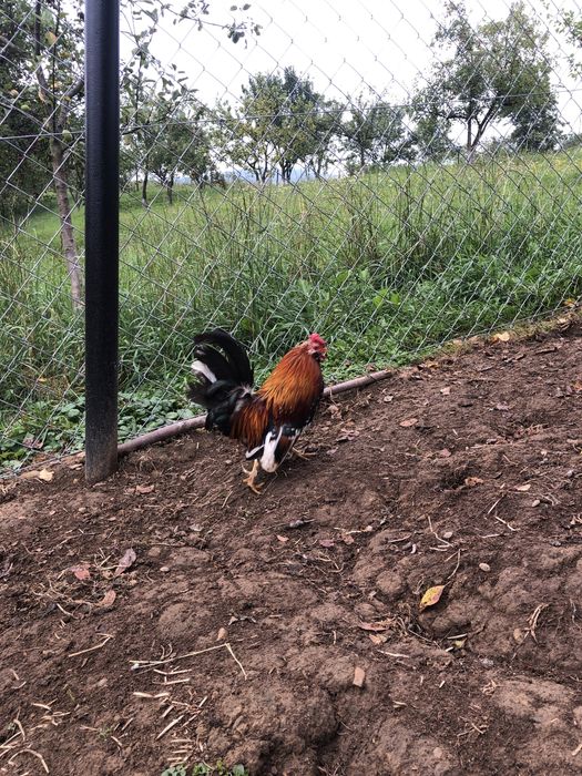 Продам пару бетнамки