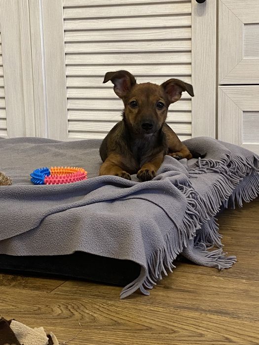 Didi-delikatna suczka-szczeniak czeka na spokojny dom