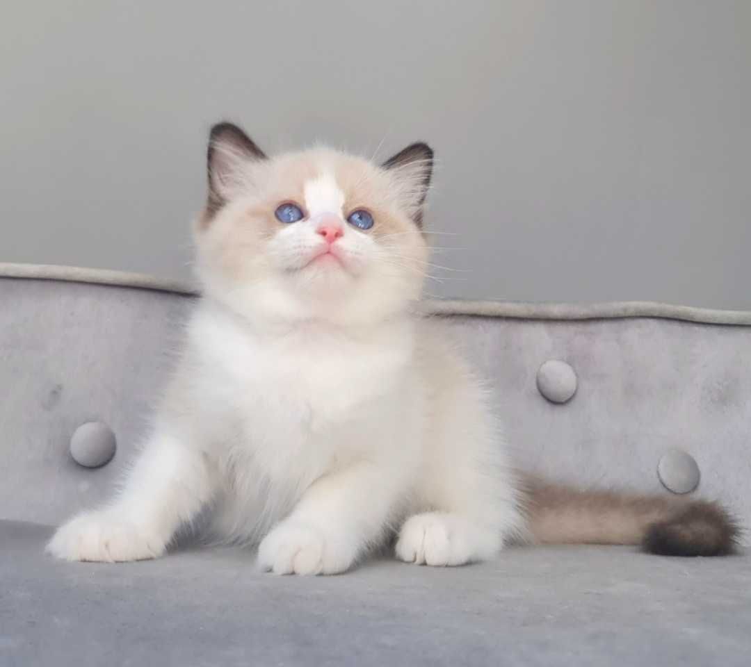 Kocurek Ragdoll Seal bikolor