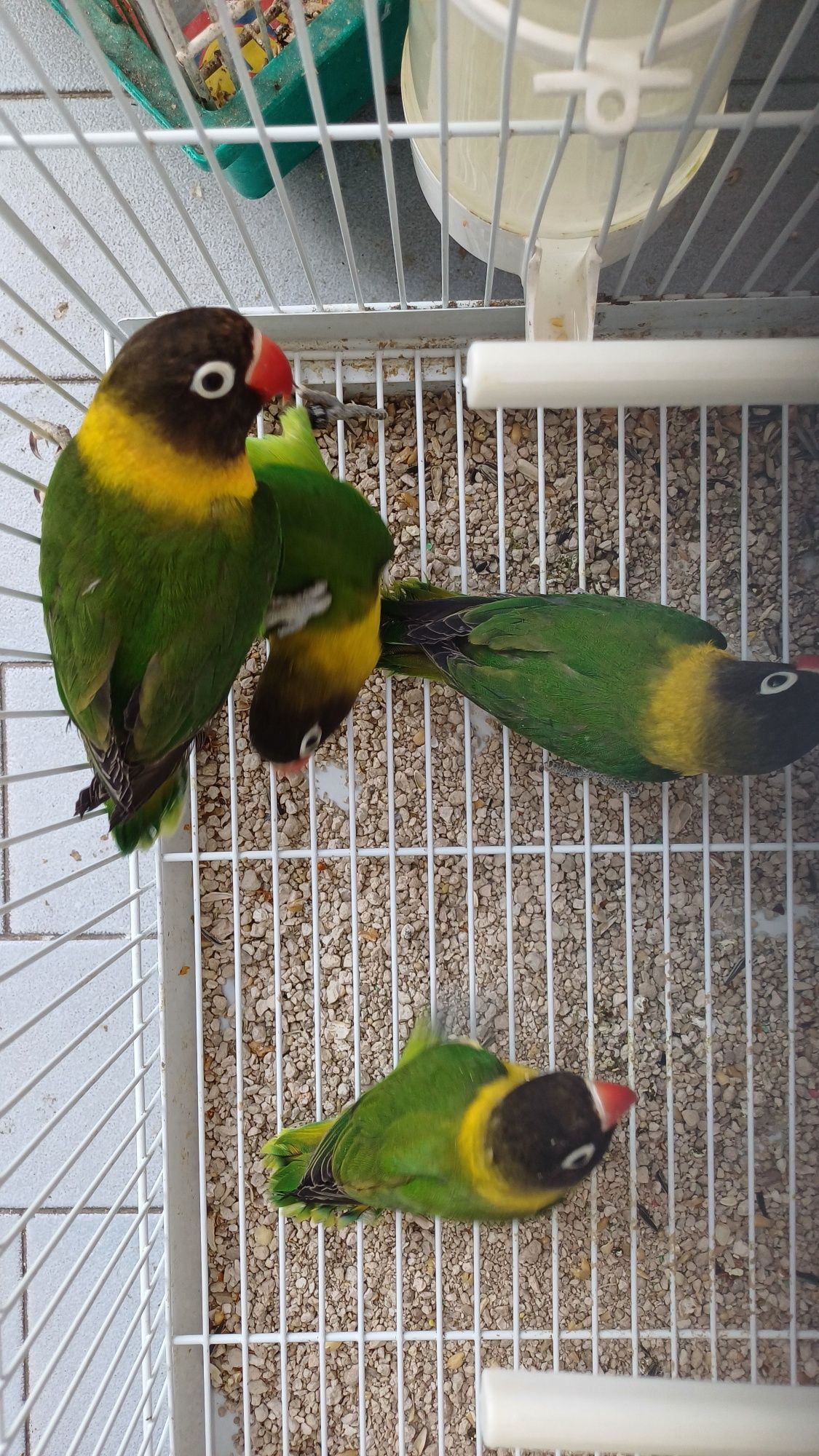 Agapornis personatas