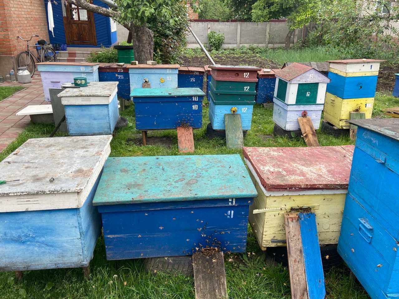Продаж пасіки (вуликів, бджолосімей і т.д)