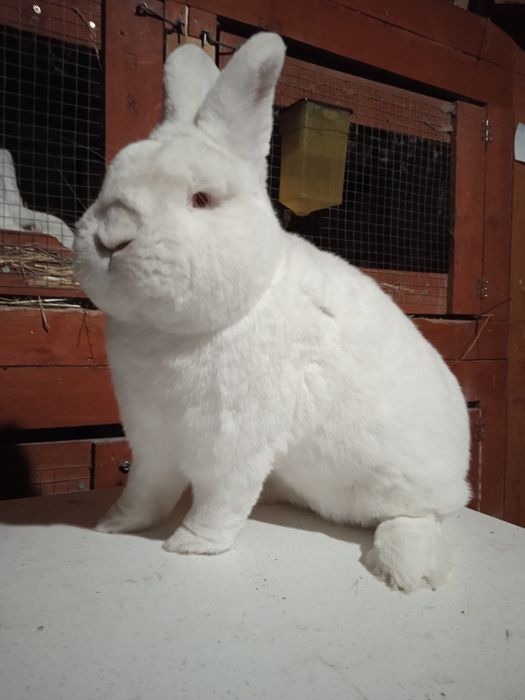 Samiec Nowozelandzki biały