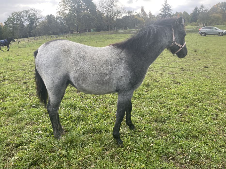 Kuc walijski klacz polski kuc wierzchowy