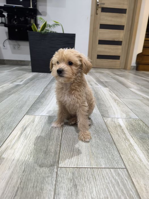 Maltipoo suczka szczeniak