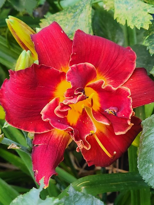 Саженцы садовых растений