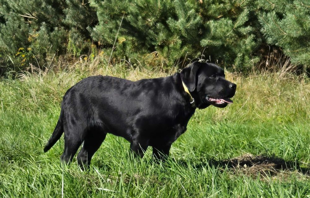 Labrador Retriever FCI Linia użytkowa