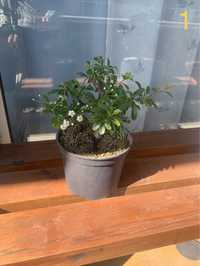Pré-bonsai Pyracantha coccinea