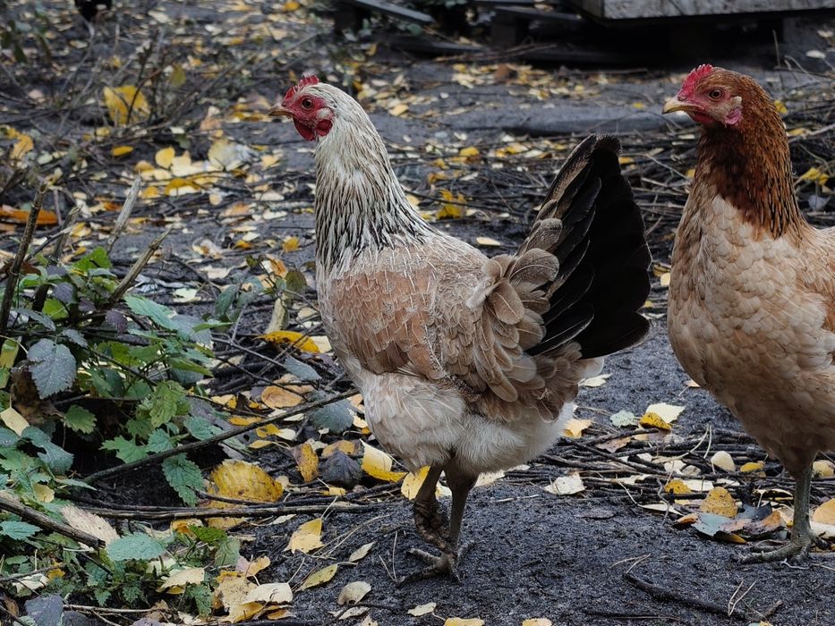 Jajka lęgowe, kury w typie zagrodowym, zagrodówki