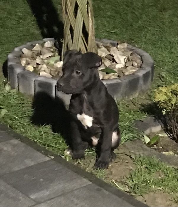 Pitbull Terier czarny