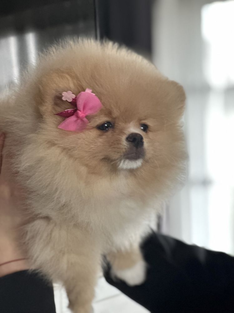 Szpic miniaturowy Pomeranian FCI dziewczynka