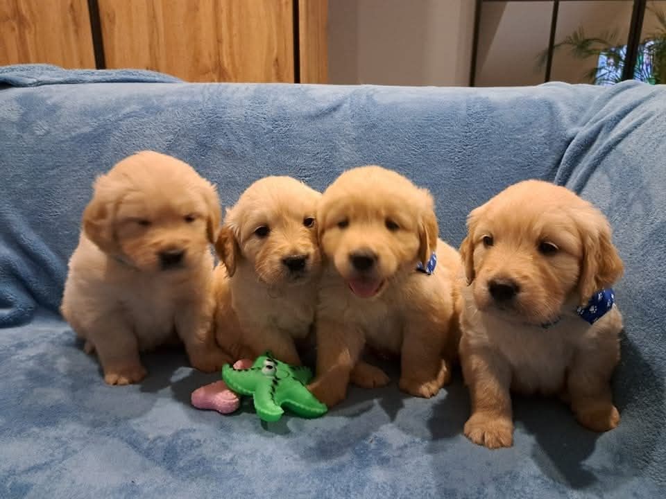 Golden Retriever – ciemnozłoty piesek szuka kochającego domu