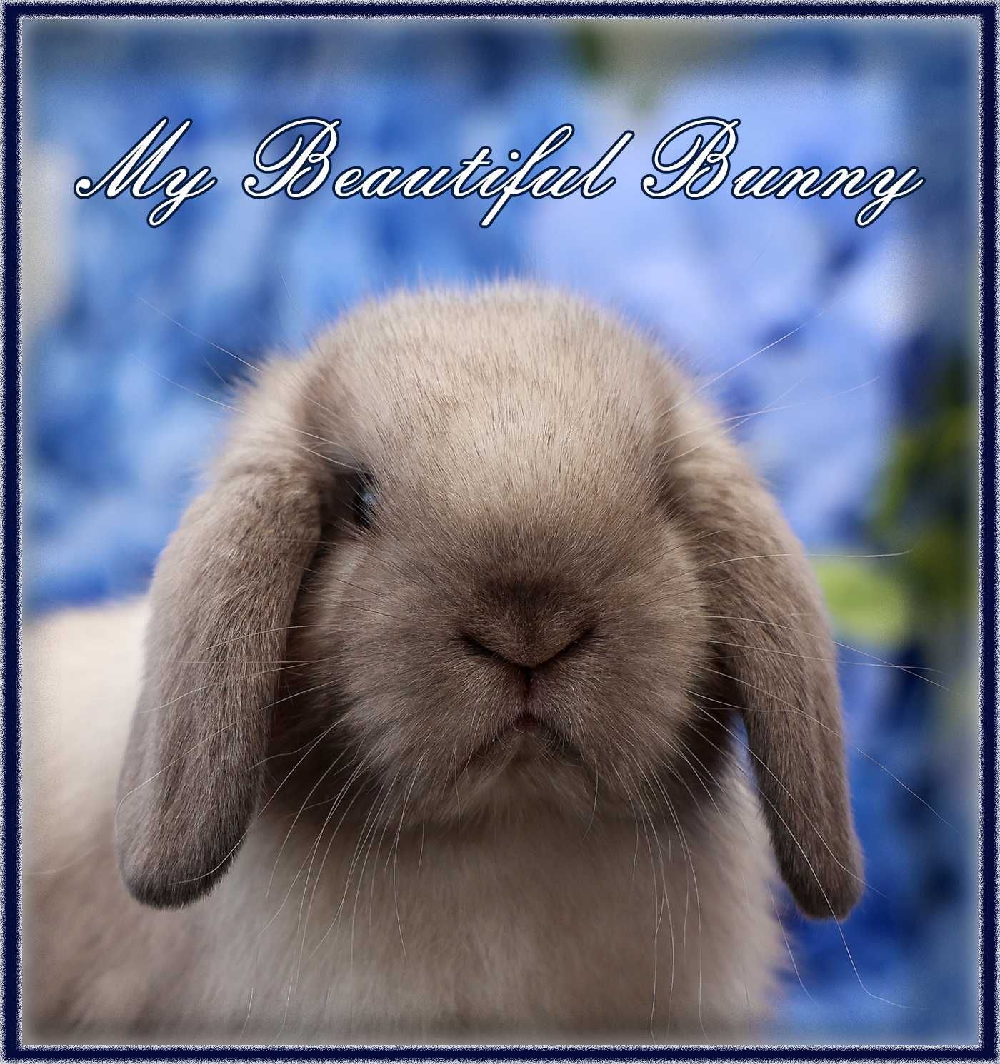Młody Piękny Królik 100% Mini Lop - Sallander