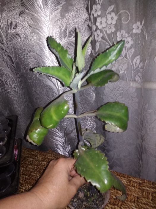 Алое,каланхое,рождественник,хойя,гастерия,валотта