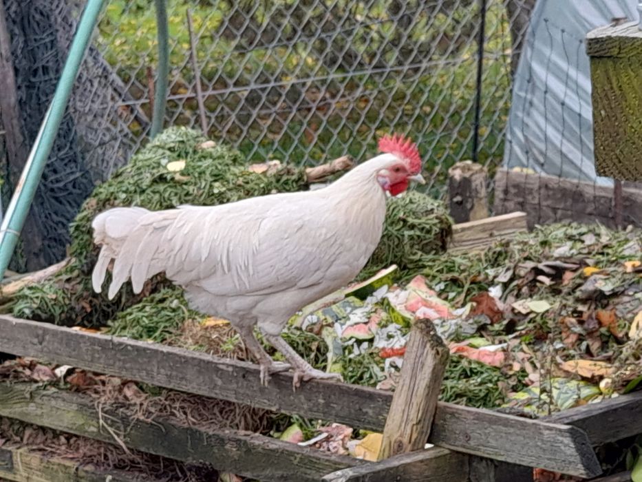 Biały Kogut miniatura