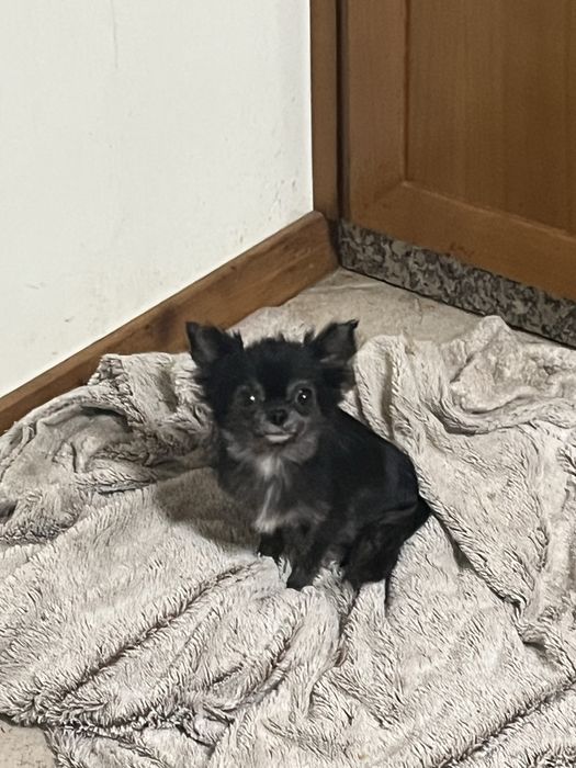 Menina chihuahua pelo comprido