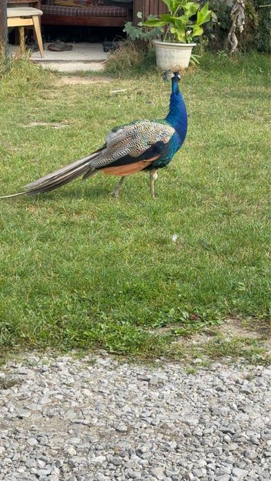 Sprzedam pawie indyjskie