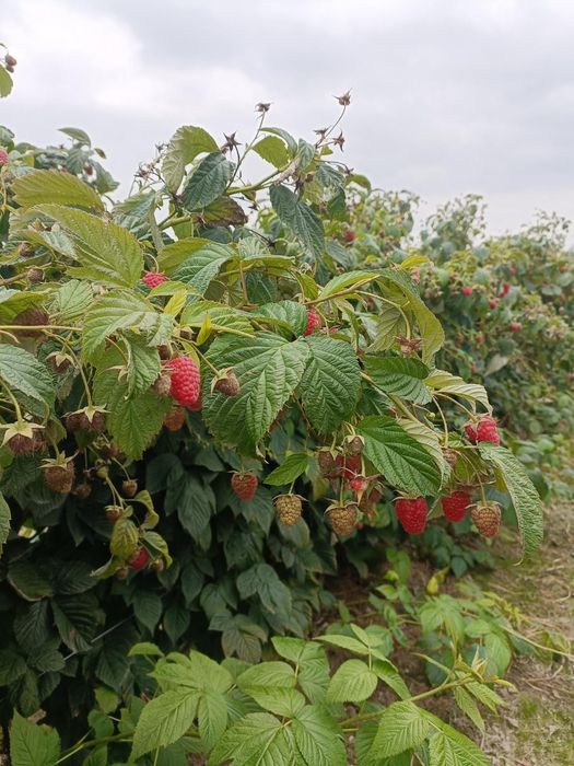 Malina Przehyba sadzonki