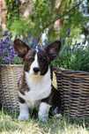 Welsh Corgi Cardigan szczenie FCI