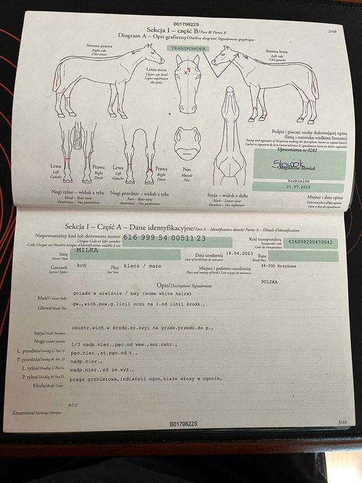 Urodziwa klaczka, super charakter !