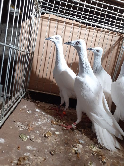 Srebrniaki wyloty samce/samice