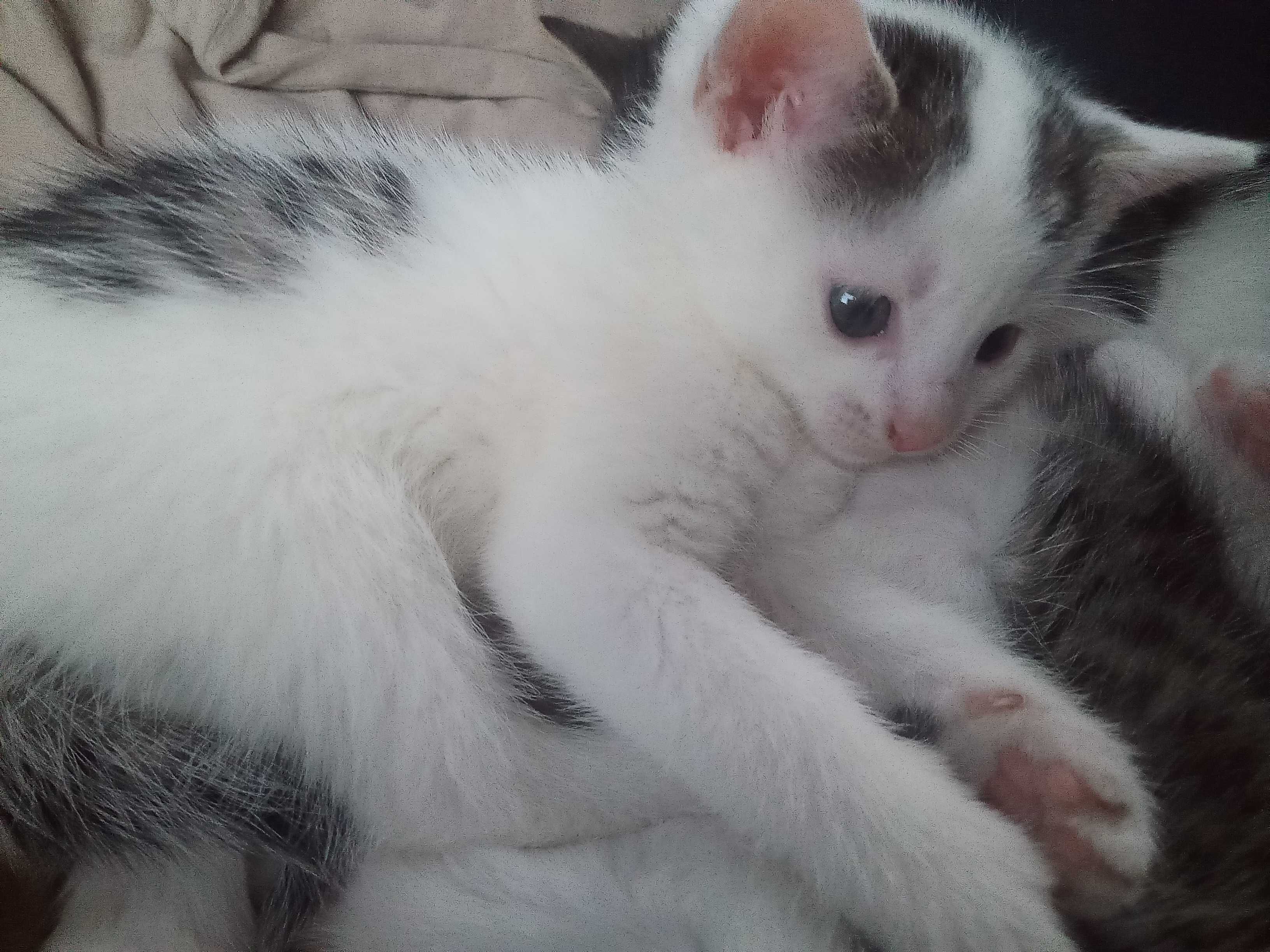 Uroczy kotek do adopcji