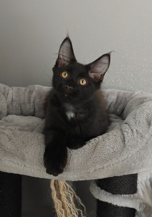 Kocurek Maine Coon gotowy na zmianę domku