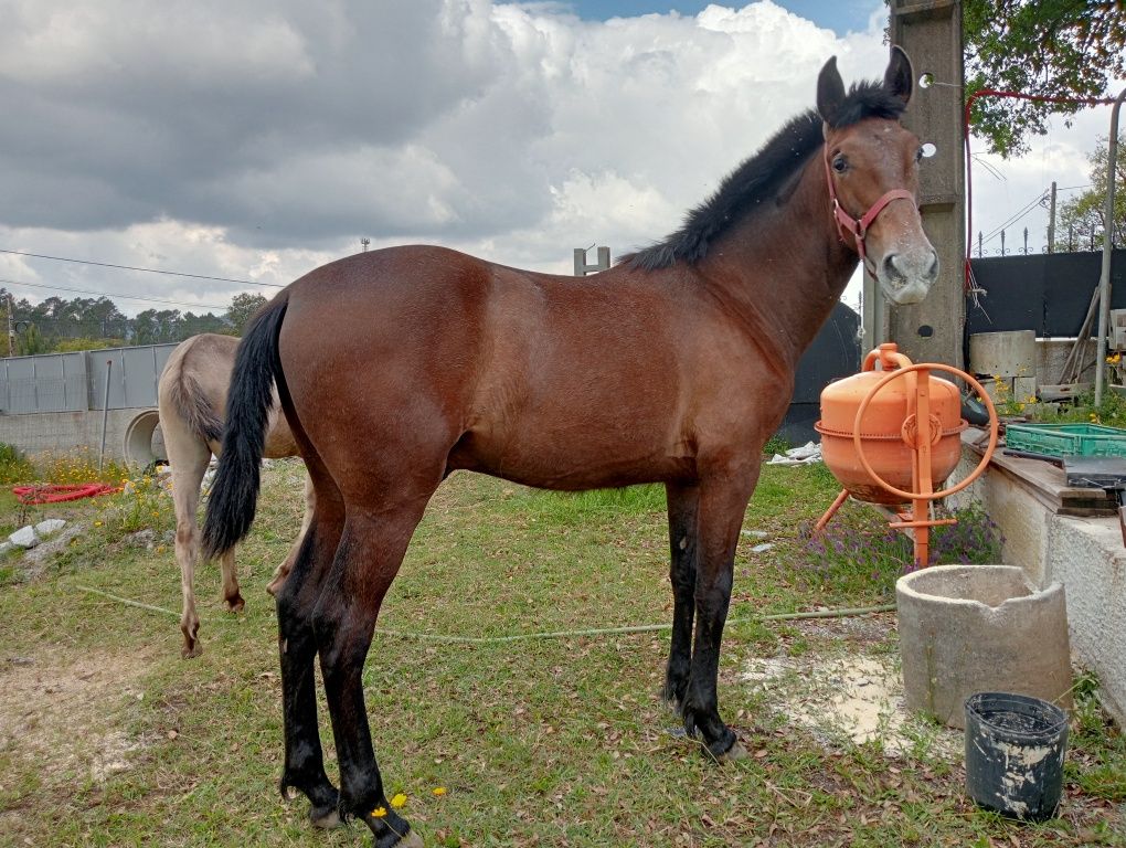 Poldro nobre   filho pais lusitanos 11 meses