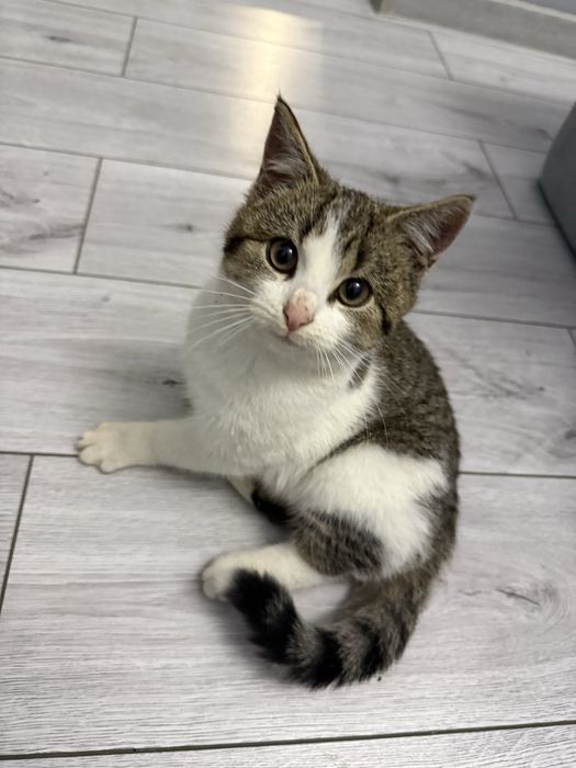 Oddam kotke w dobre ręce