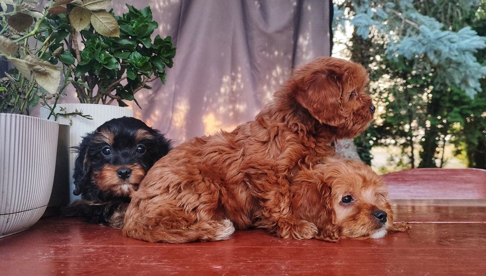 Śliczne Rodowodowe Szczenięta Cavapoo  • GOTOWE DO ODBIORU •
