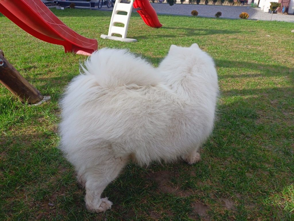 Samoyed gotowy do odbioru