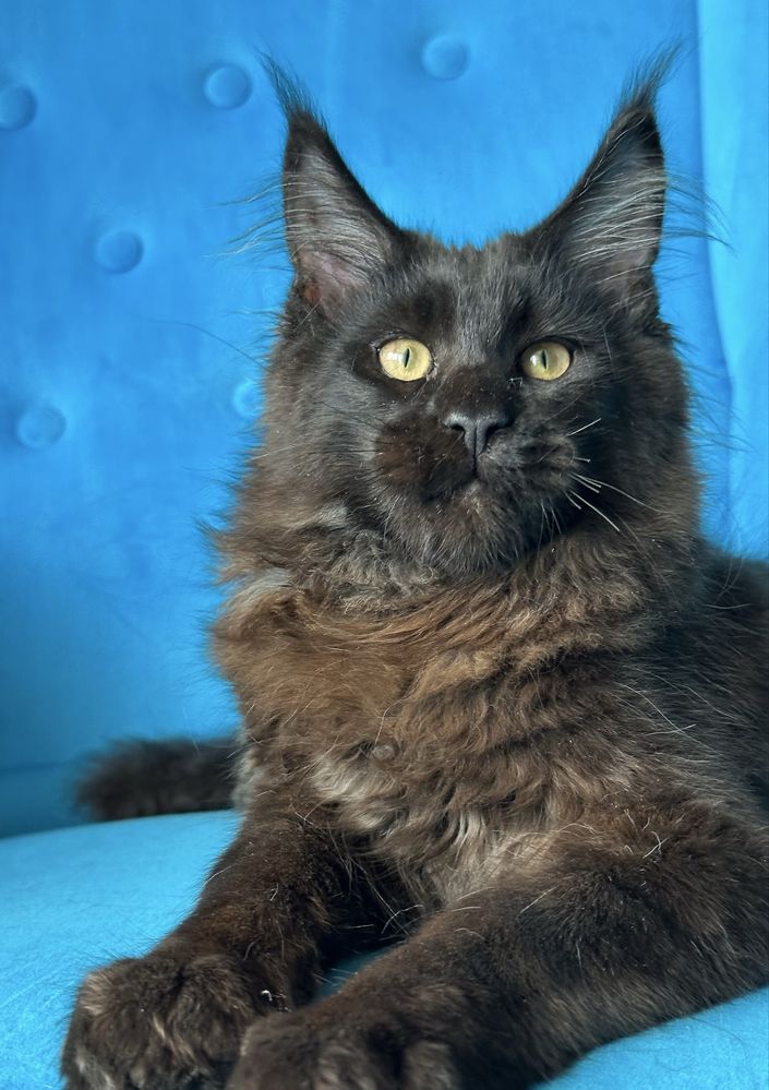 Czarny kocurek Maine Coon gotowy do odbioru