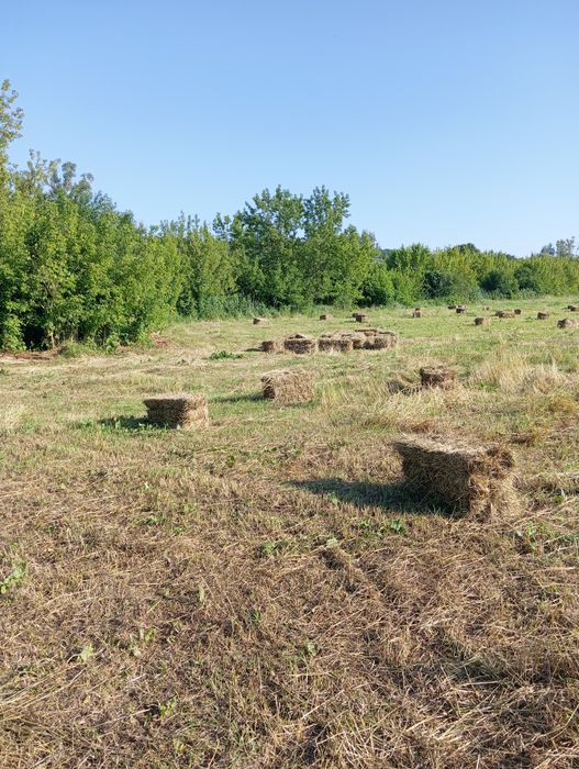 Продам сіно лугове