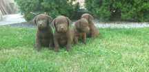 Labrador szczeniaczki do odbioru