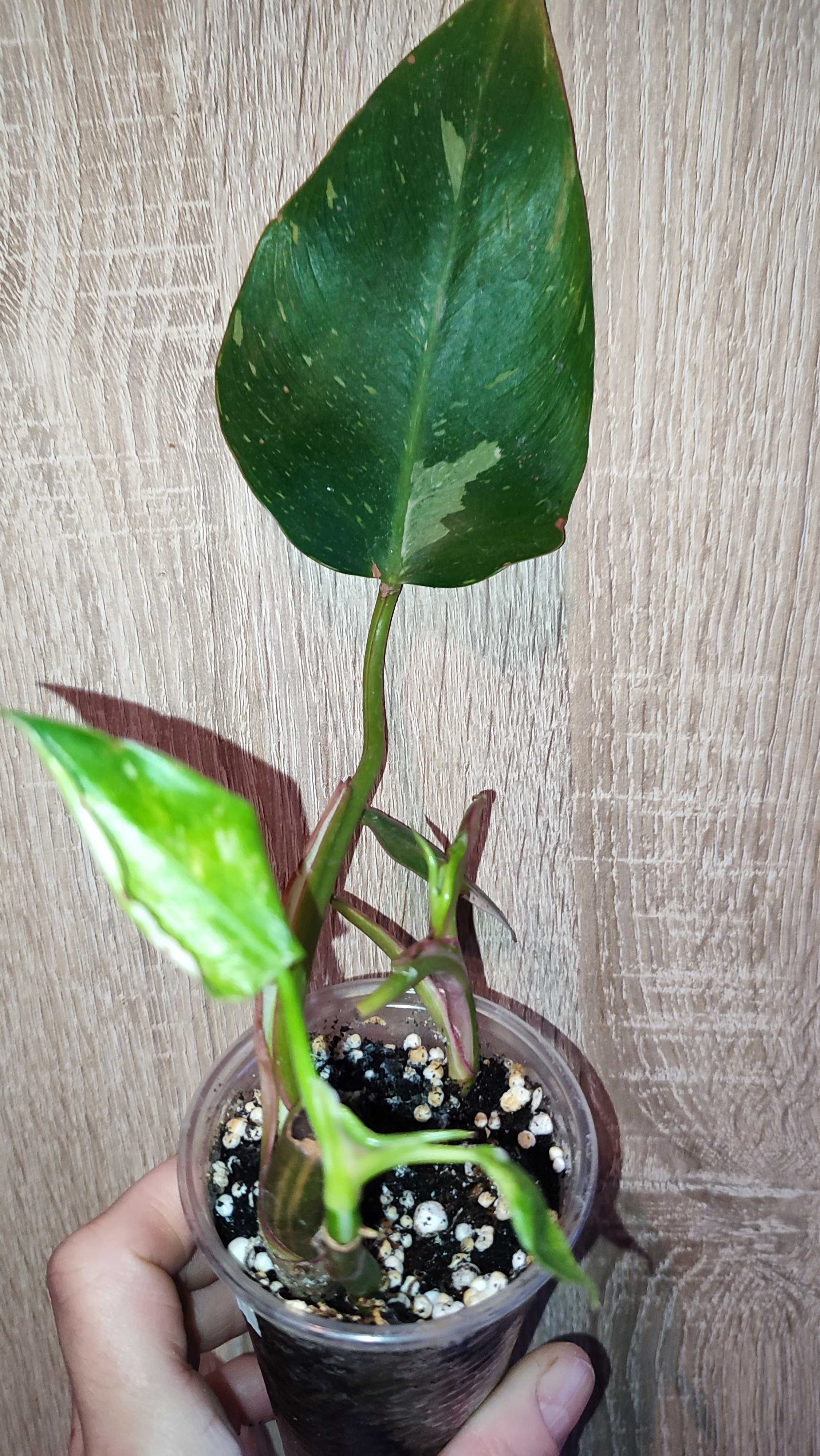 Filodendron Philodendron White Princess