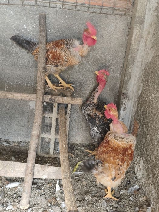 Pekins, kriel, fracas, galinhas angola