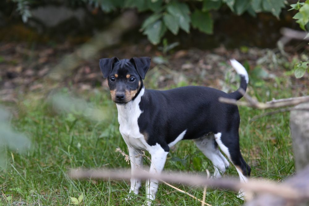 Terier brazylijski SUCZKA z rodowodem FCI