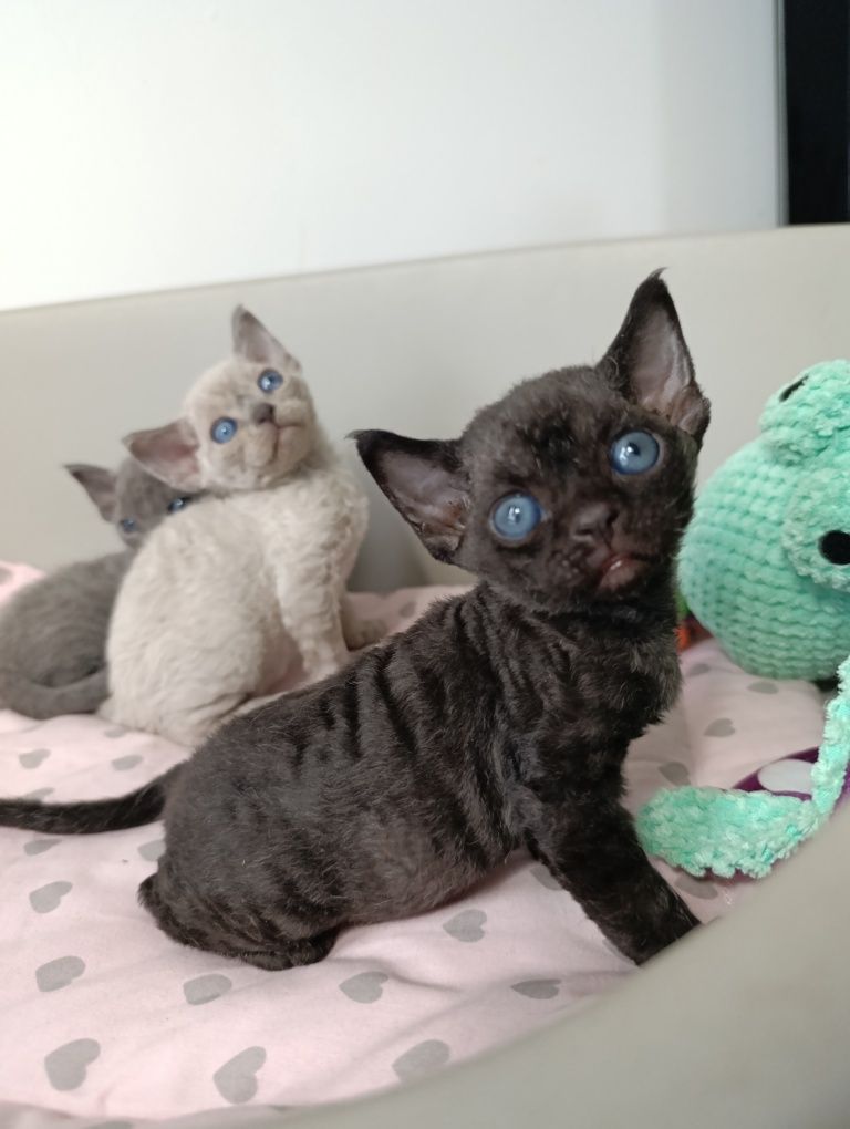 Kotka Devon rex point niebieski rodowód FPL