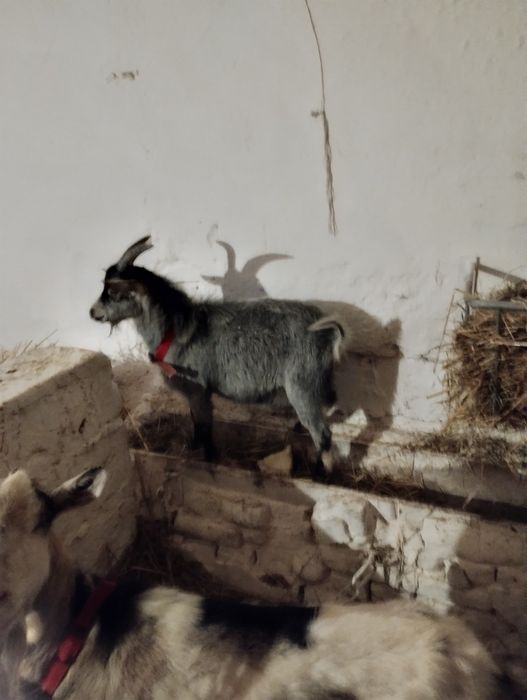 Sprzedam capka  około 5 miesięcy