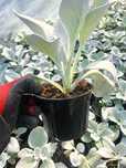 Senecio Angeles wings starzec srebrnolisny skrzydło anioła donica 12cm