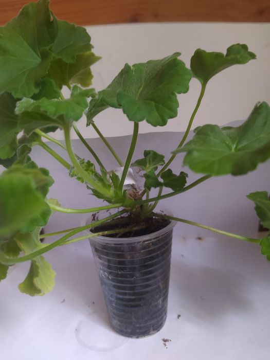 Пеларгонія зональна Уг Айгуль