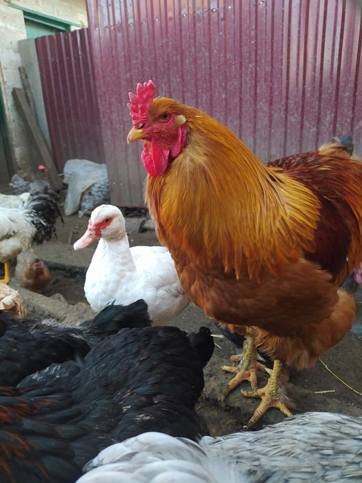 Інкубаційні яйця