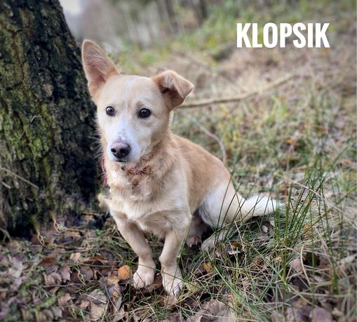 10 kg, 2 lata, Klopsik szuka domu. Adopcja