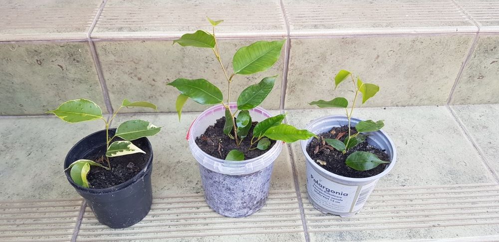 Fikus benjamin "Beniaminek " sadzonki grubosz drzewo szczęścia