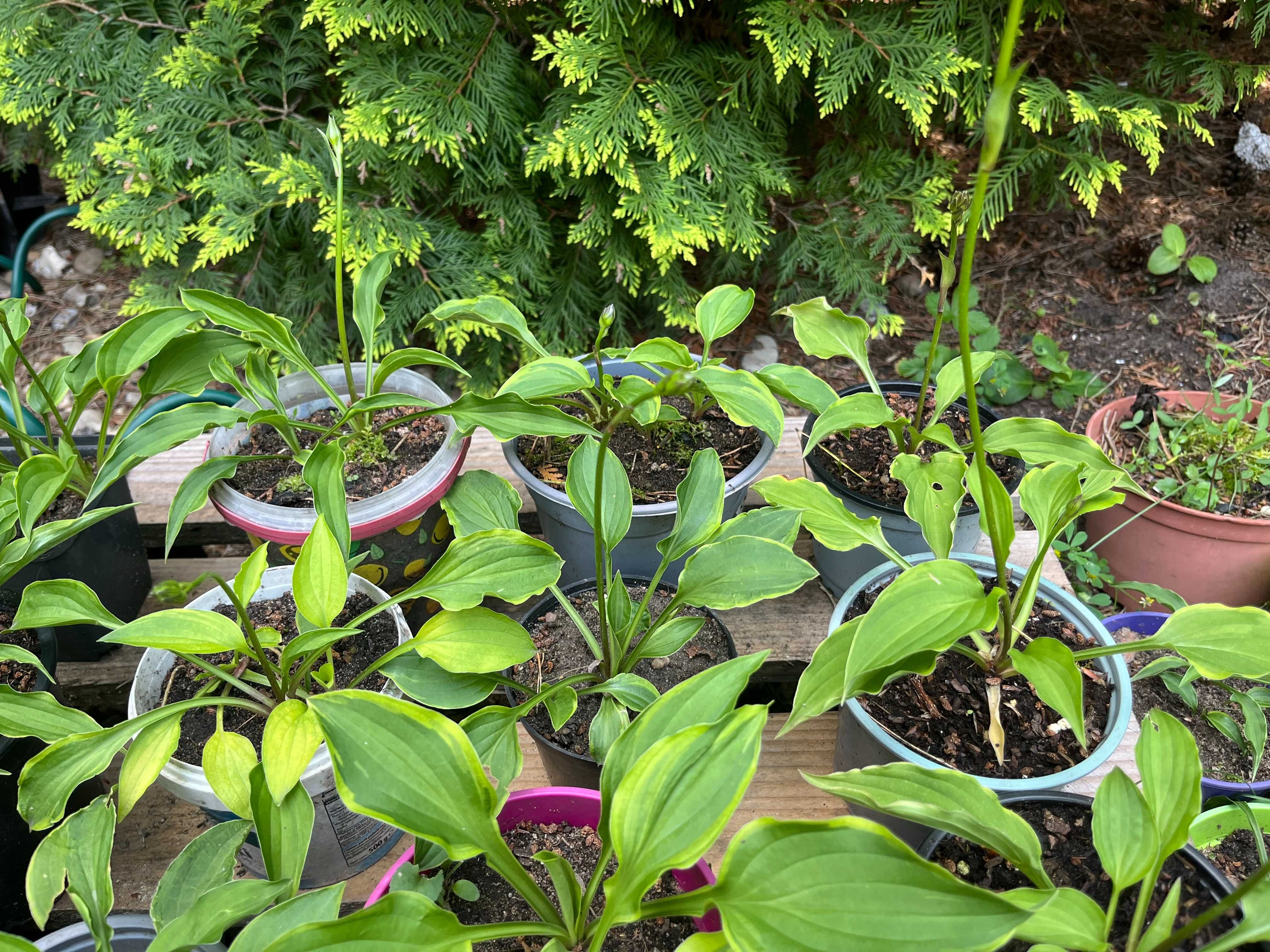 10 x funkia, hosta sadzonki