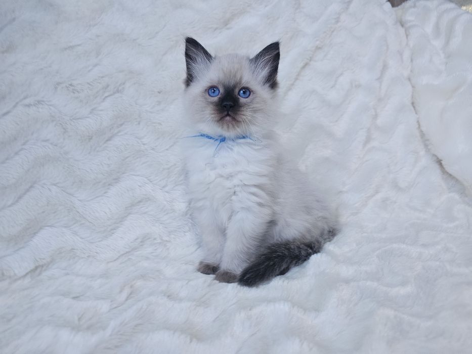 Kocurek Ragdoll z rodowodem (kocięta Ragdoll) gotowy do odbioru