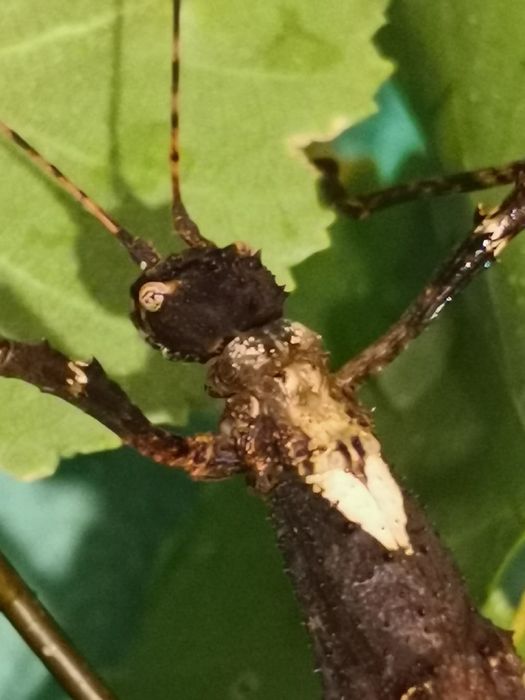 Палочники неожиданный